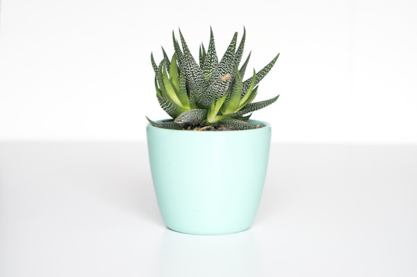 Indoor Planter Pot Set